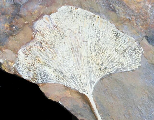Stunning Fossil Ginkgo Leaf From North Dakota #39012